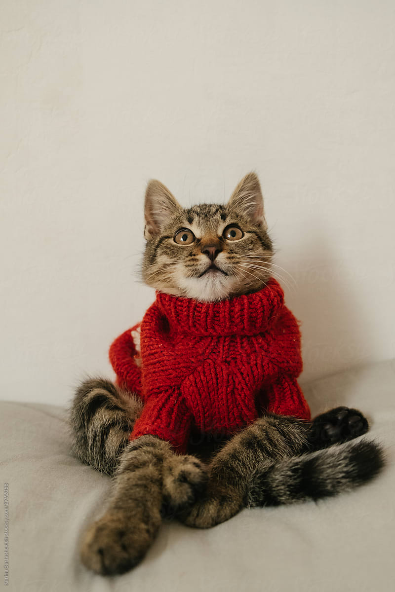 playful kitten crouched and extended his legs in a red blouse on a white background