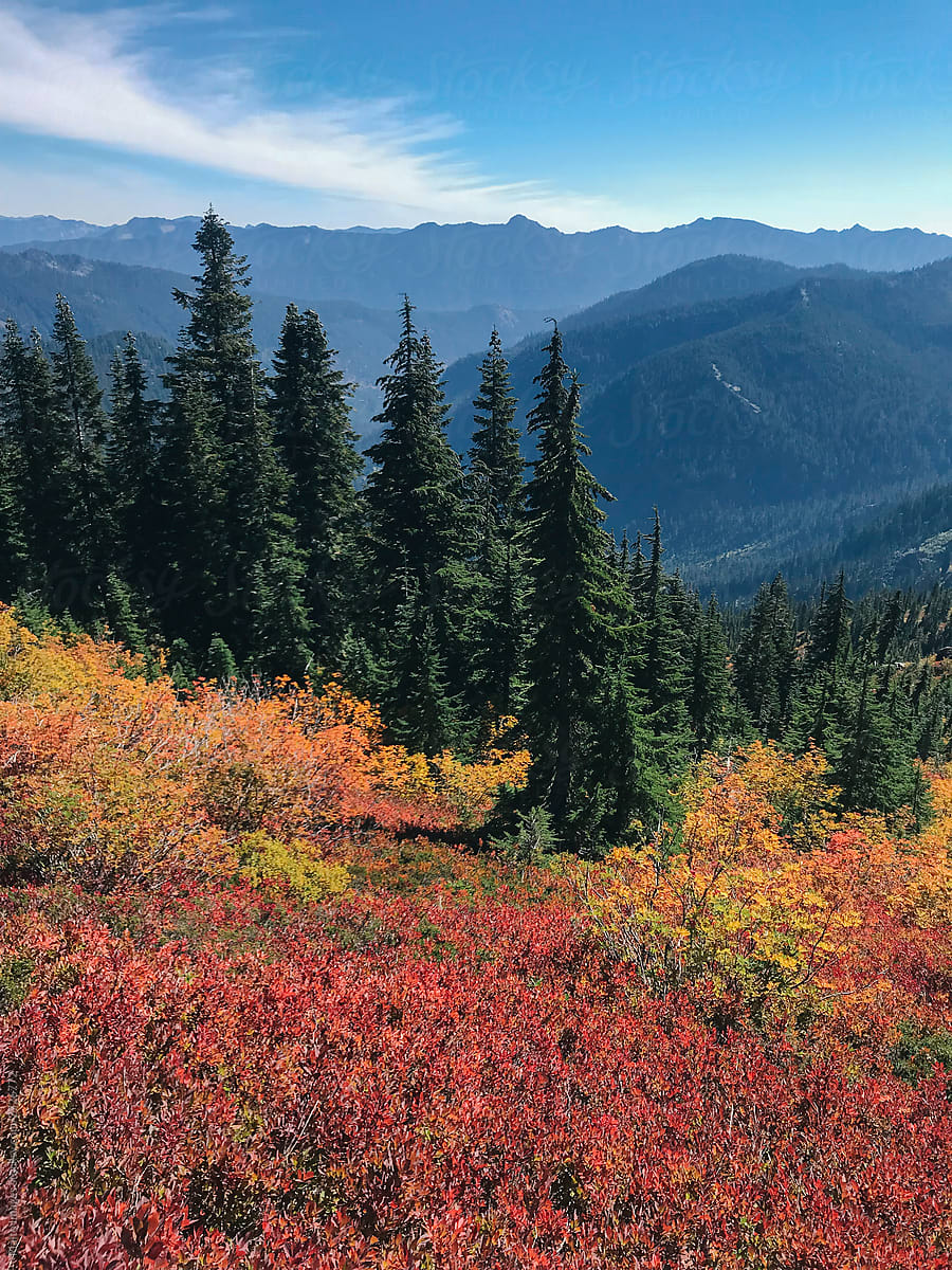 Cascades in autumn,  bright red huckleberry in foreground, near Snoqualmie Pass, Washington