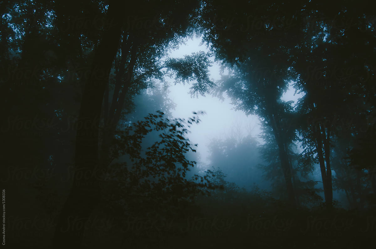 Dark Mysterious Forest With Fog At Night By Cosma Andrei Forest Haunted Stocksy United