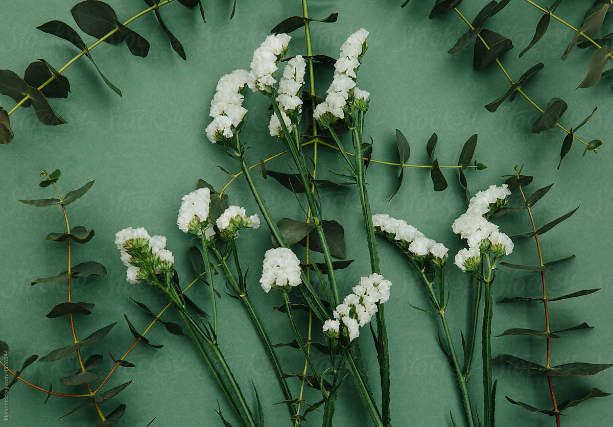 Statice flowers and eucalyptus foliage on a green background