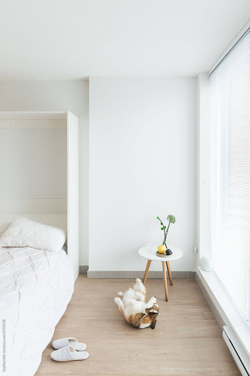 Minimal shot of apartment with corgi dog rolling on floor