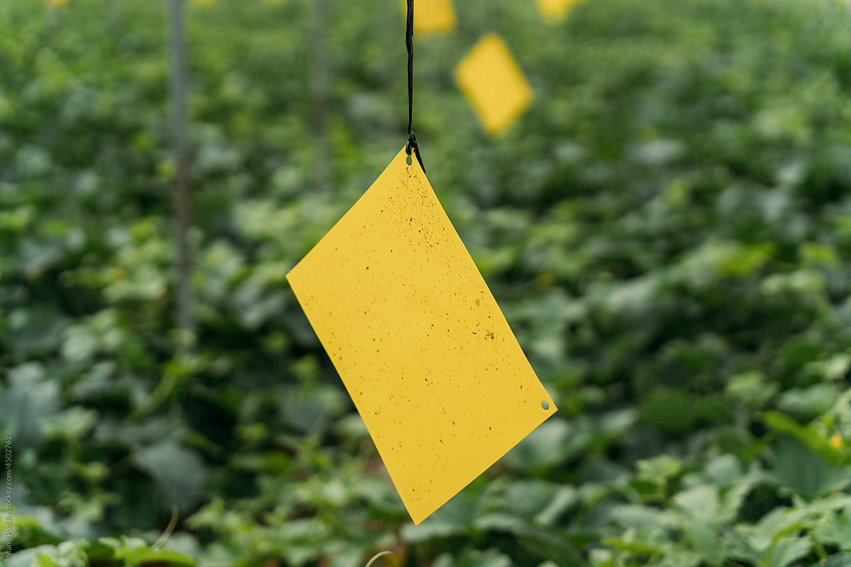 Yellow tags hanging over plants in hothouse