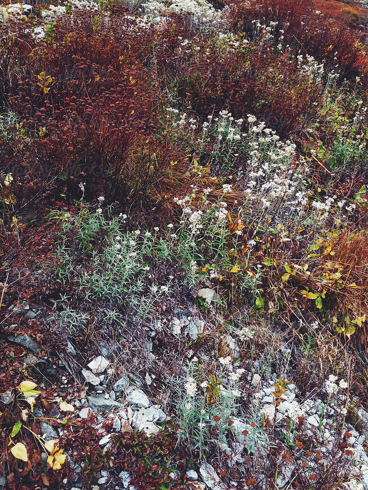 Detail of wildflowers, grasses and plants in apine meadow in autumn