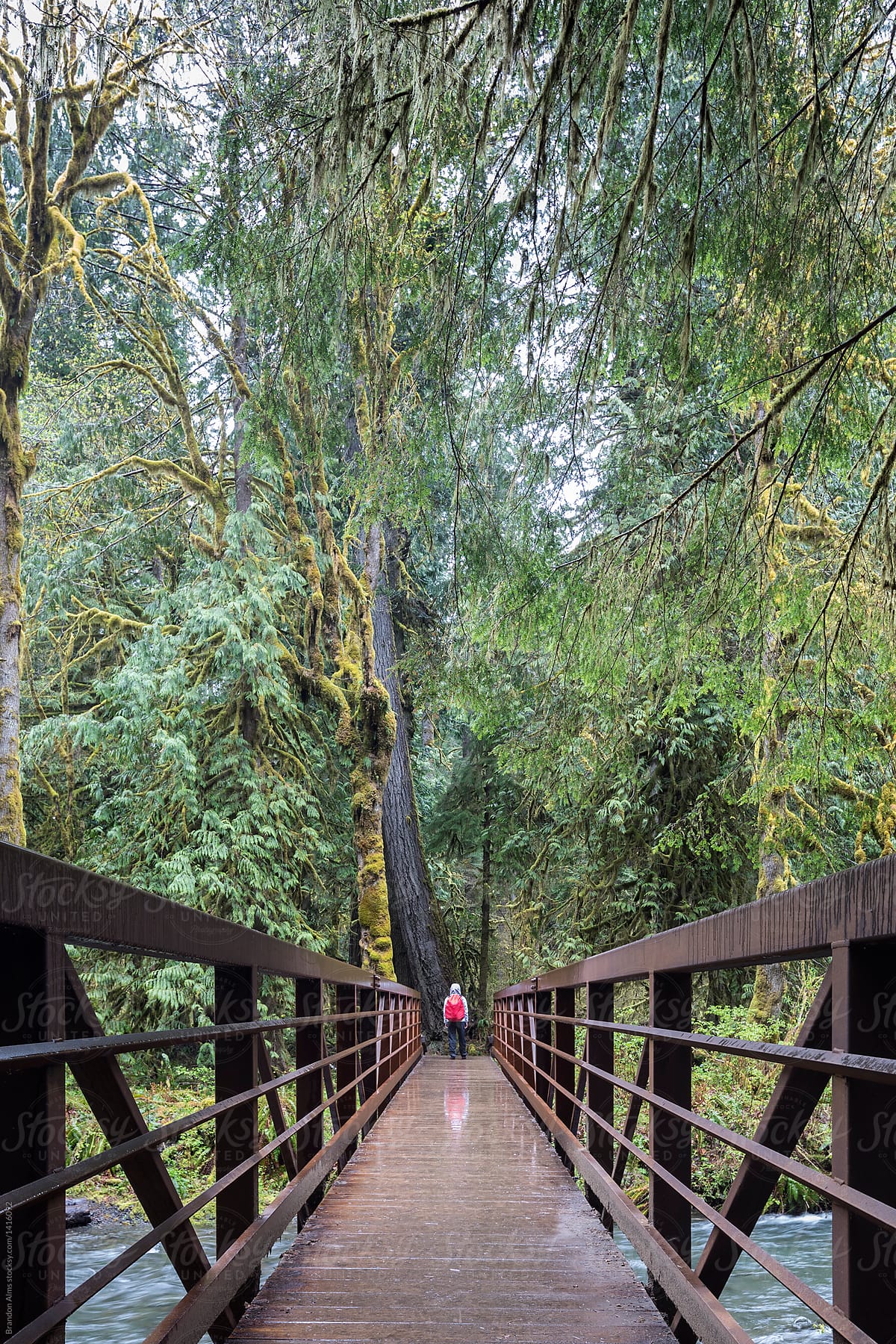 Hiker on a Bridge in the Rain in Olympic National Park