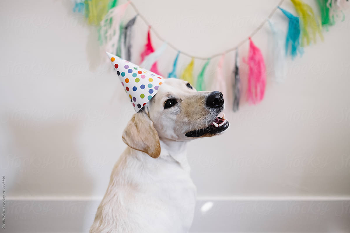 White dog celebrating birthday