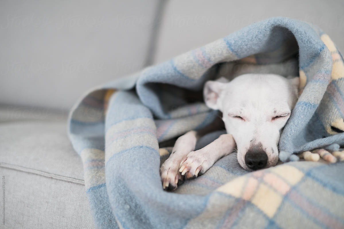 A Little White Dog Or Puppy Sleeping Underneath A Plaid Blanket By Melissa Ross Dog