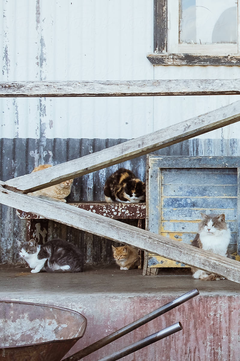 a group of cats rest on the porch of a house