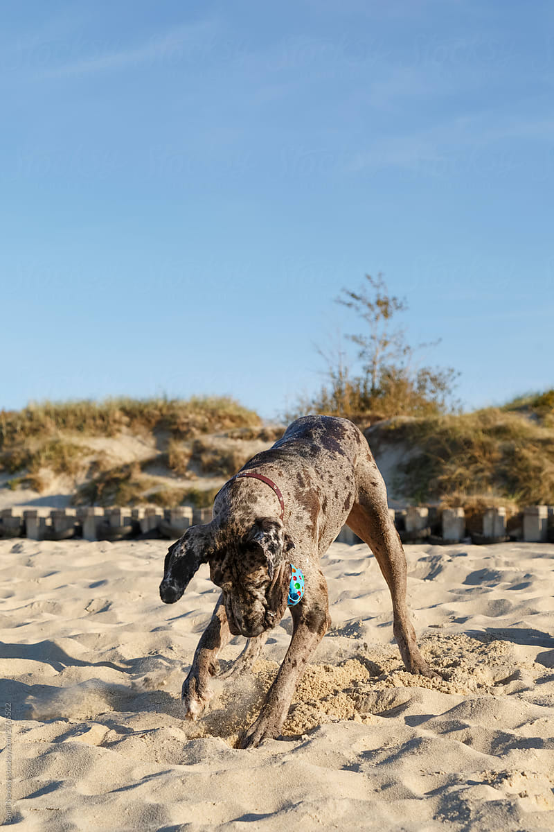 Senior gray dog having fun on sand beach in sunny day