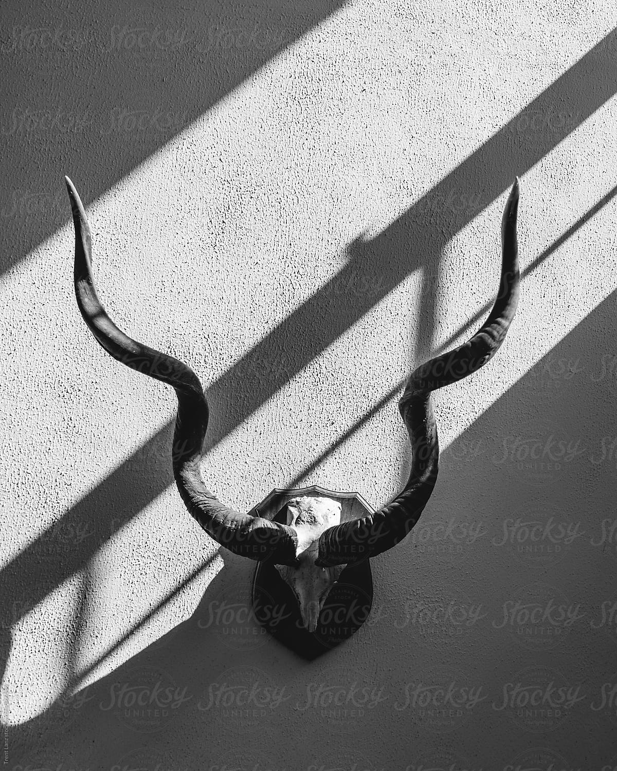 Animal head antlers hanging on wall