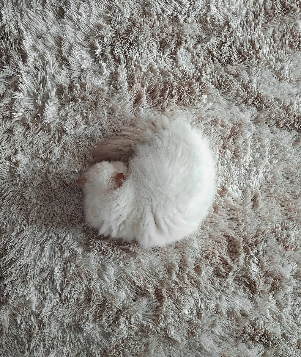 Perfect camouflage