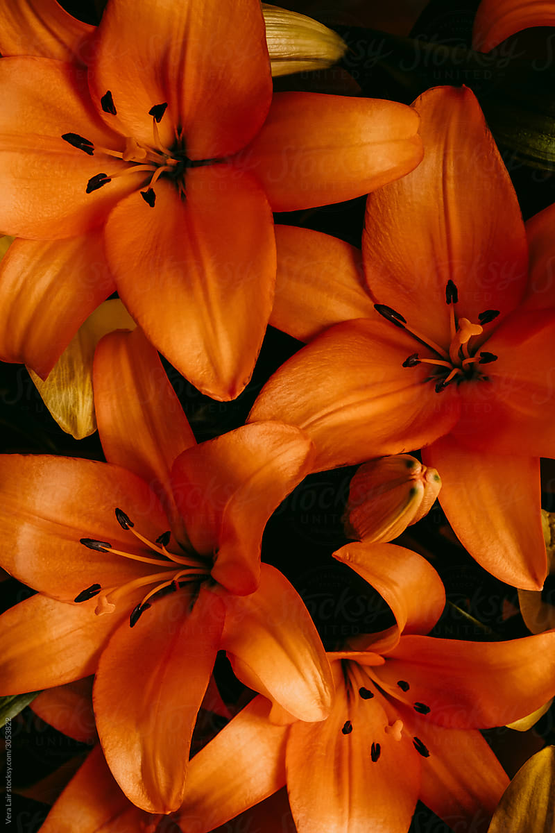 close up of orange lily flowers