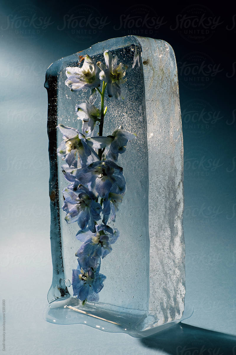 Beautiful Blue Flower Placed In Ice Block By Danil Nevsky Stocksy United