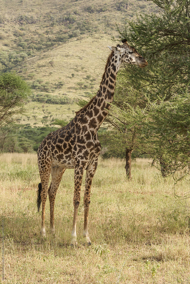 Giraffe in a tree area
