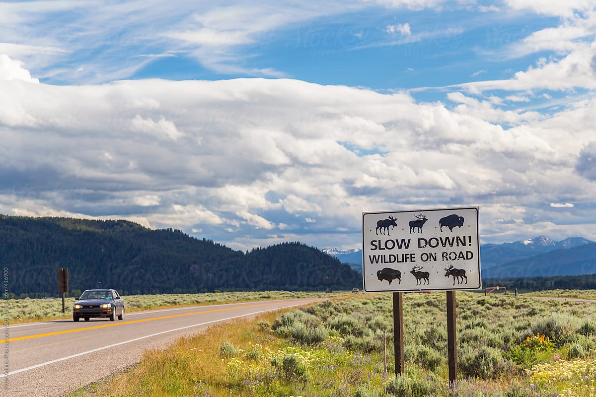 Animal warning road sign, Grand Teton National Park, Wyoming