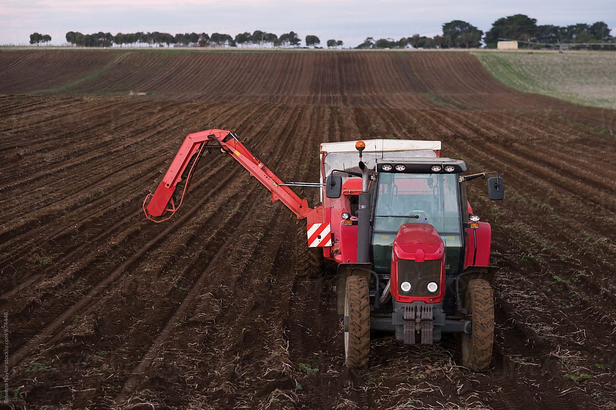 Tractor planting potato crop