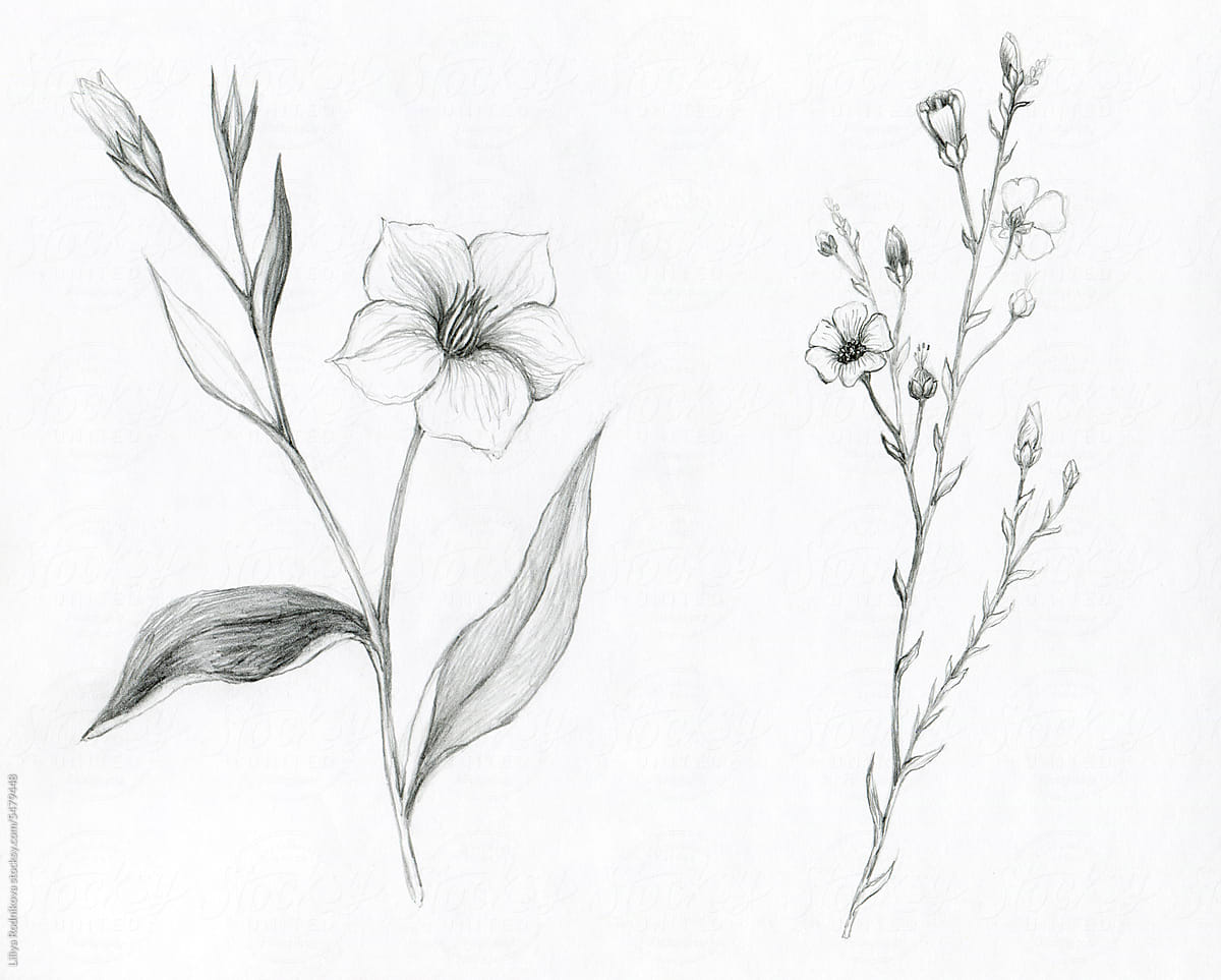 Flax flower drawing