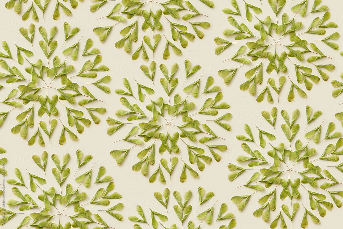 Pattern of green maple seeds creating kaleidoscope effect