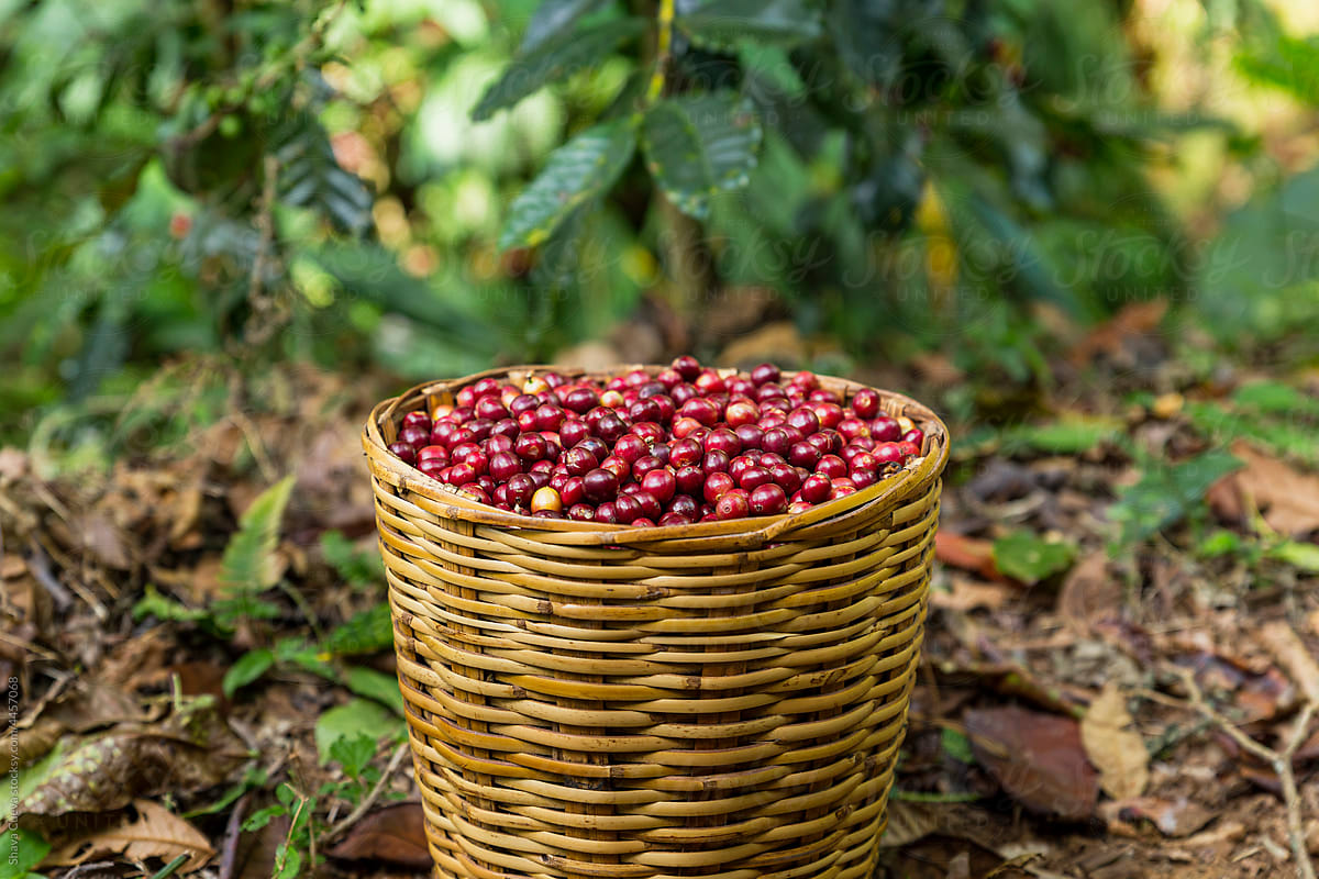 basket full of red coffee beans