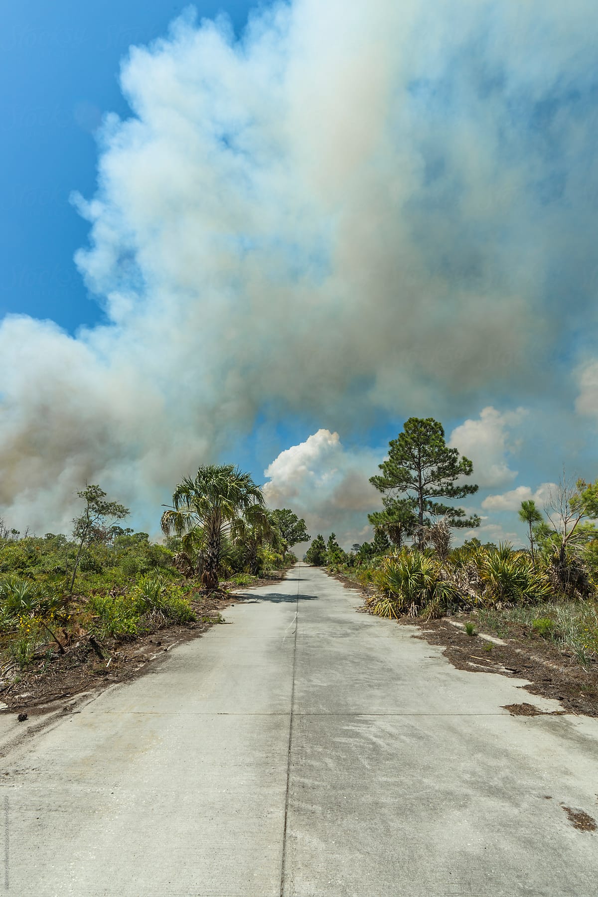 Controlled Burn in the  Scrub Preserve of East Central Florida