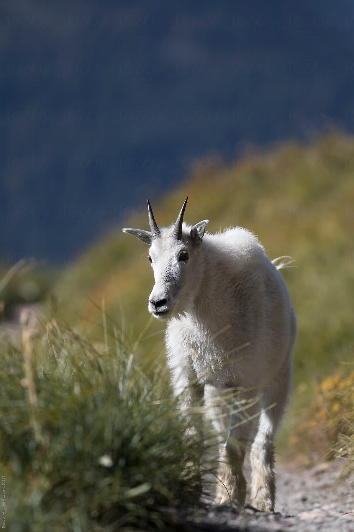 Mountain Goat Closeup in the Wild