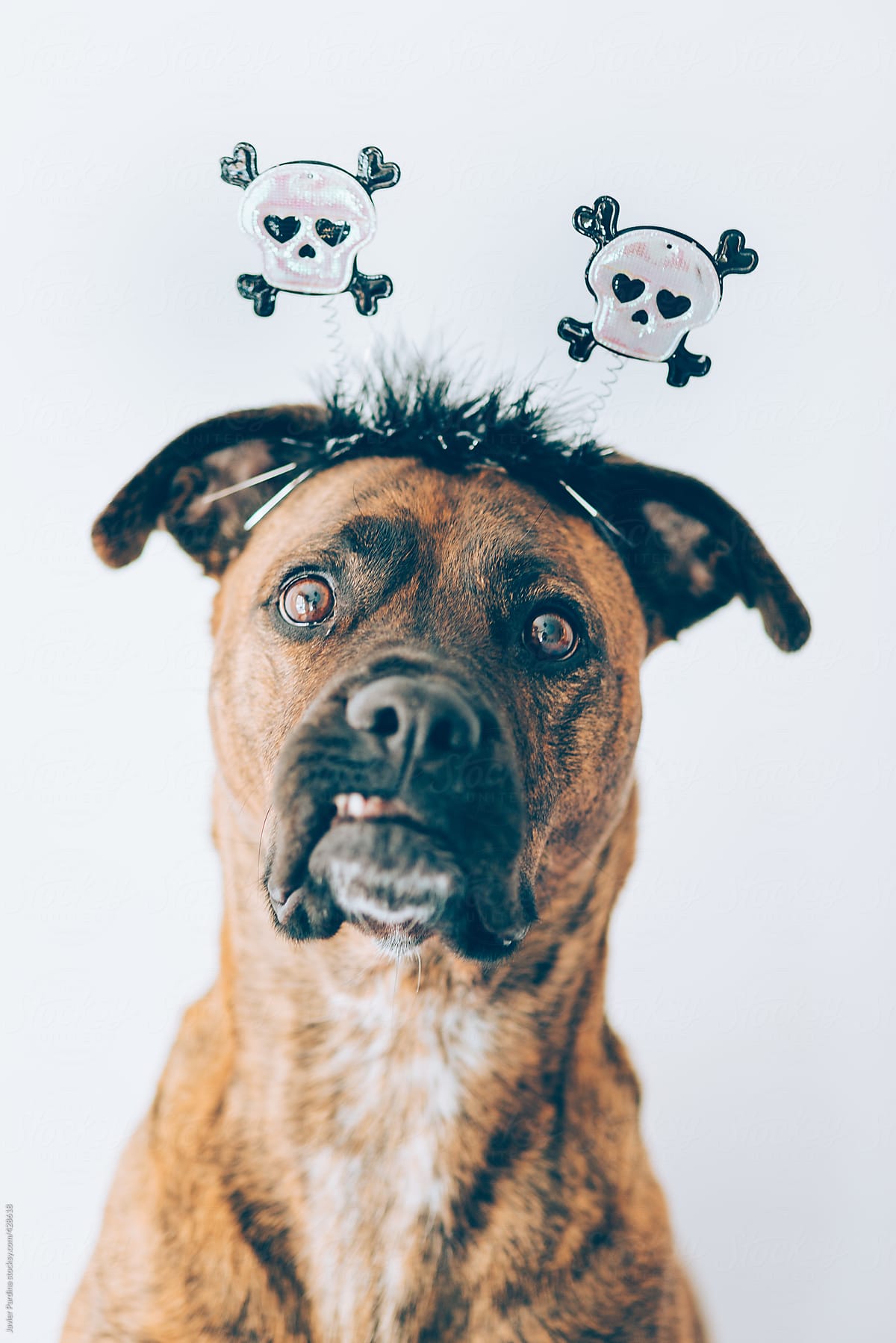 dog with a halloween mask
