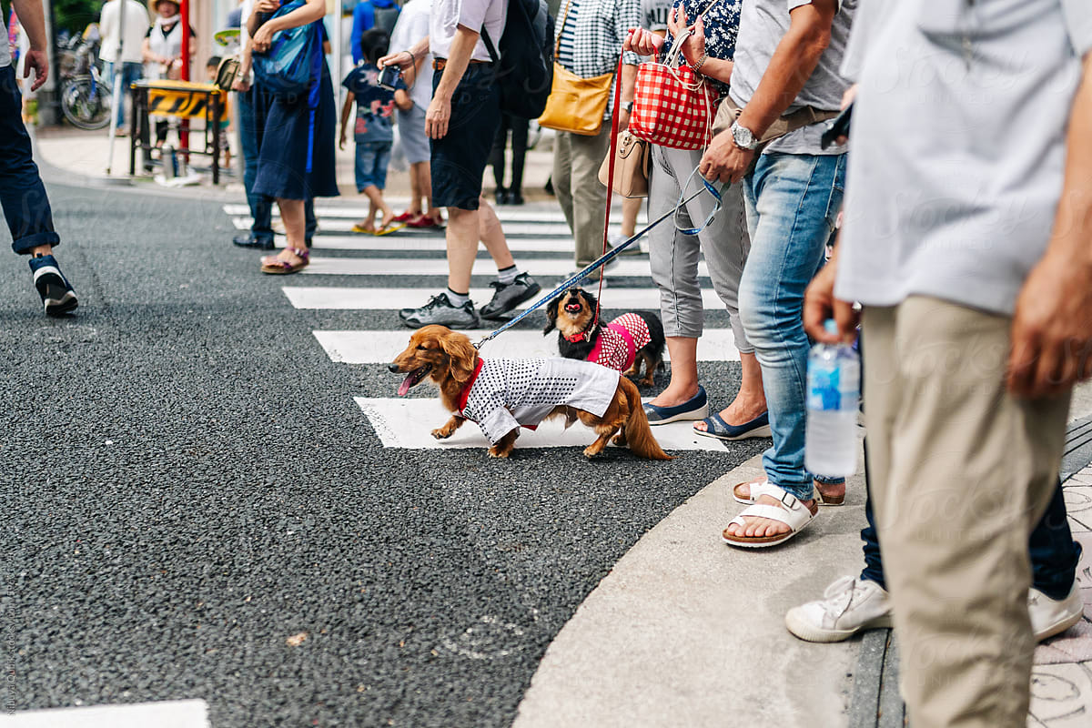 Dogs wearing traditional costumes during a summer festival in Tokyo