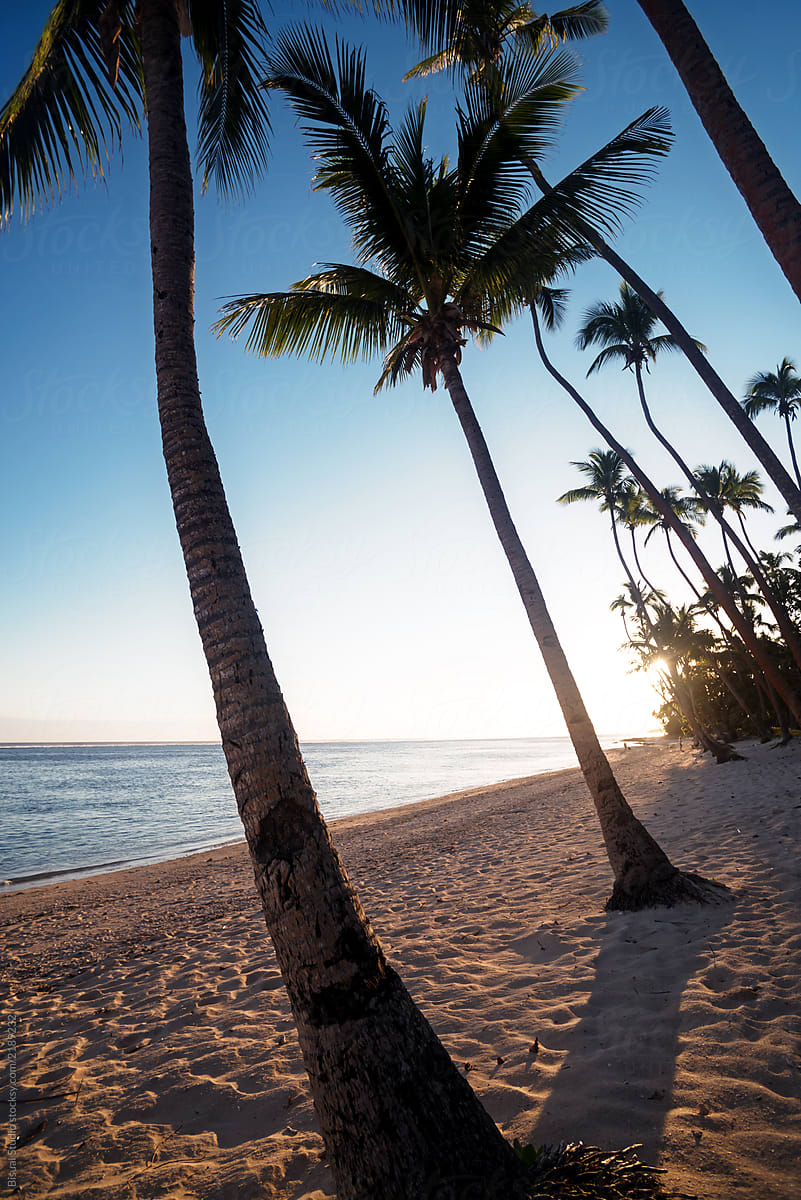 Palm Lean White Sand, At Sunset In South Pacific by Bisual Studio