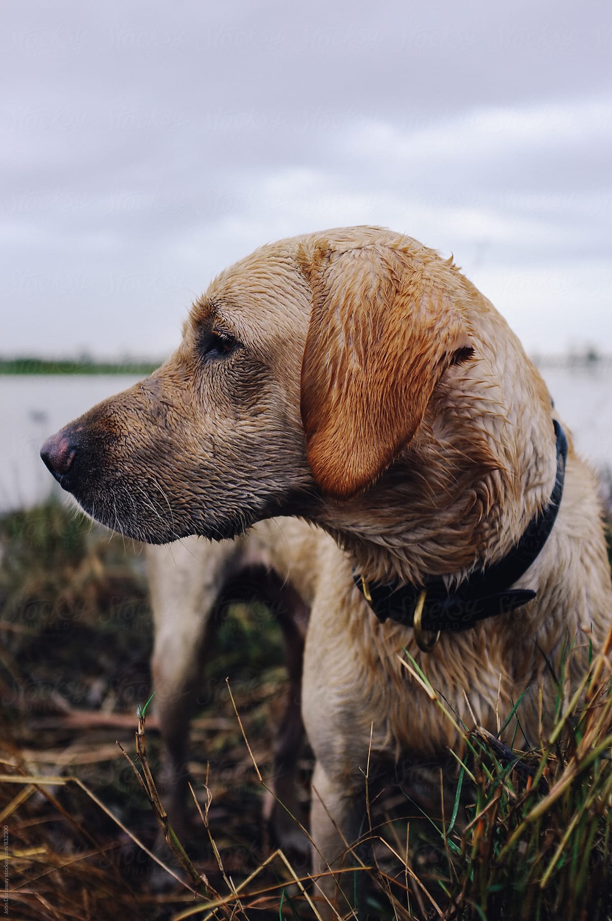 Portrait of a duck dog