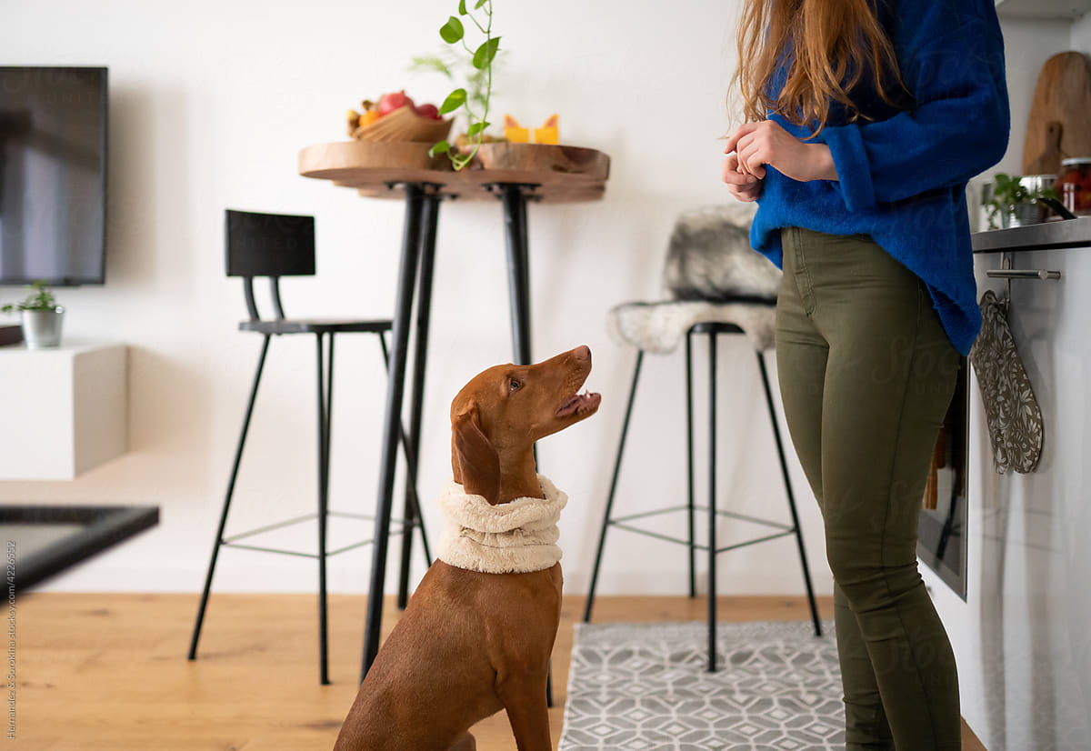Dog And Anonymous Woman At Kitchen