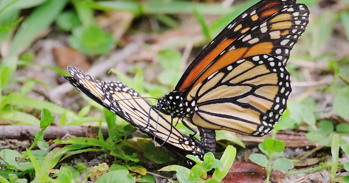 Mating Monarch Butterflies By Stocksy Contributor Maryanne Gobble Stocksy