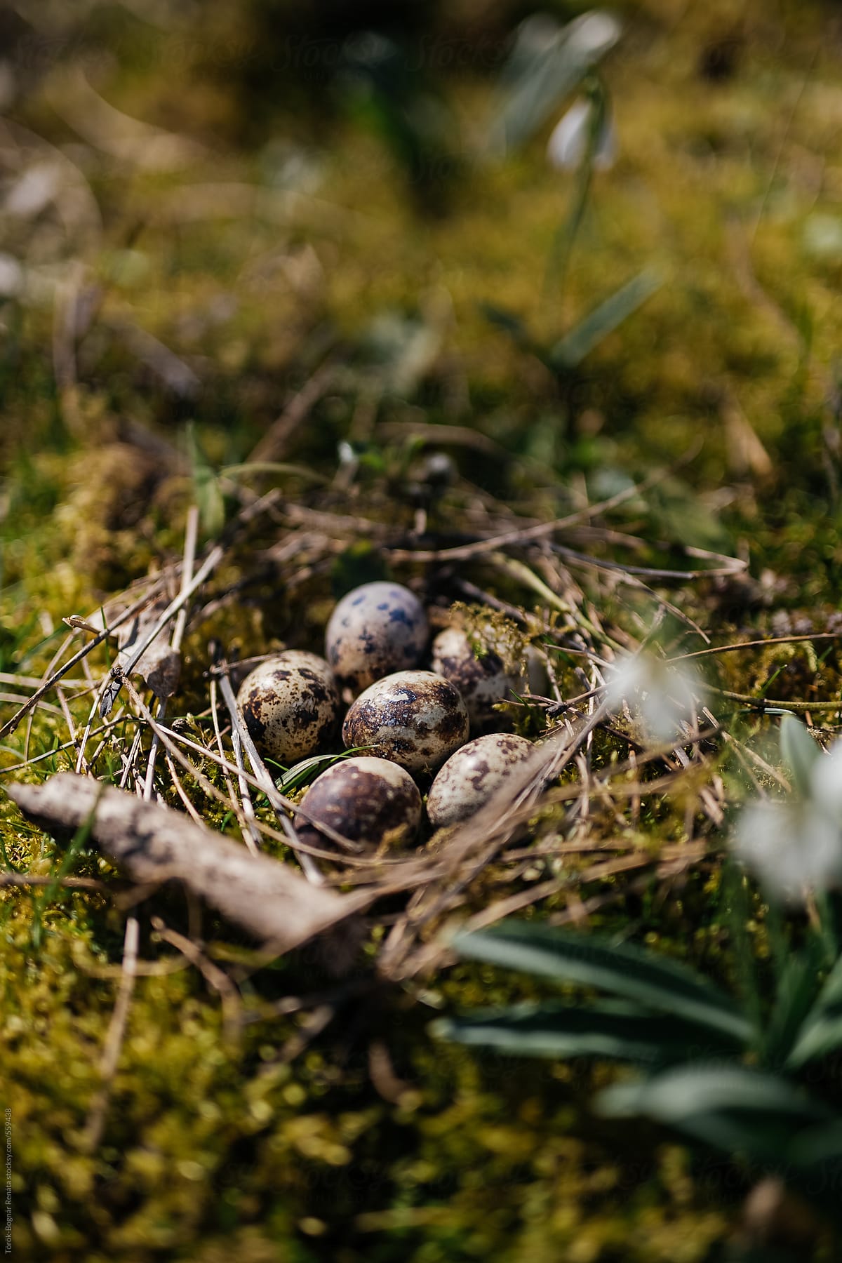 Quail eggs in a nest