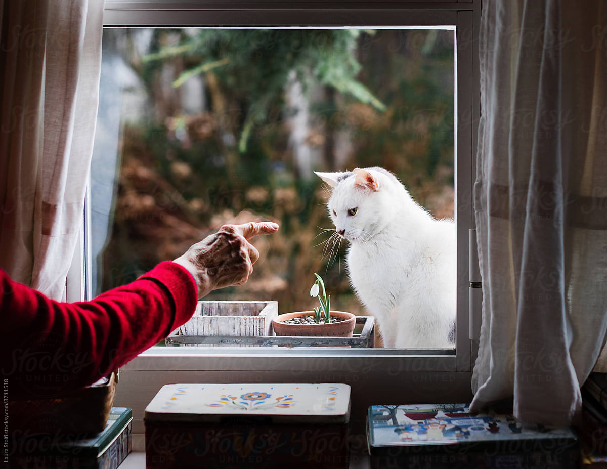 Woman catching cat\'s attention with hand