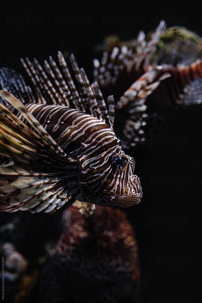 Marine Creature - Lion Fish