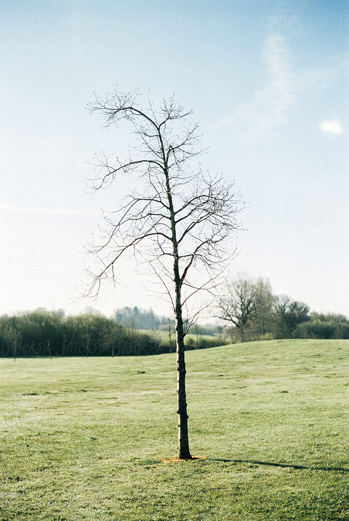 Leafless tree in a meadow on a bright day