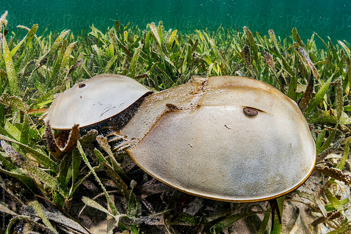 Mating Horseshoe Crabs