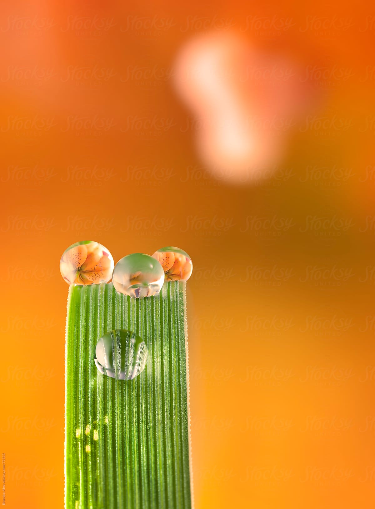 Dewdrop Refractions of a Orange Lily on a Blade of Grass