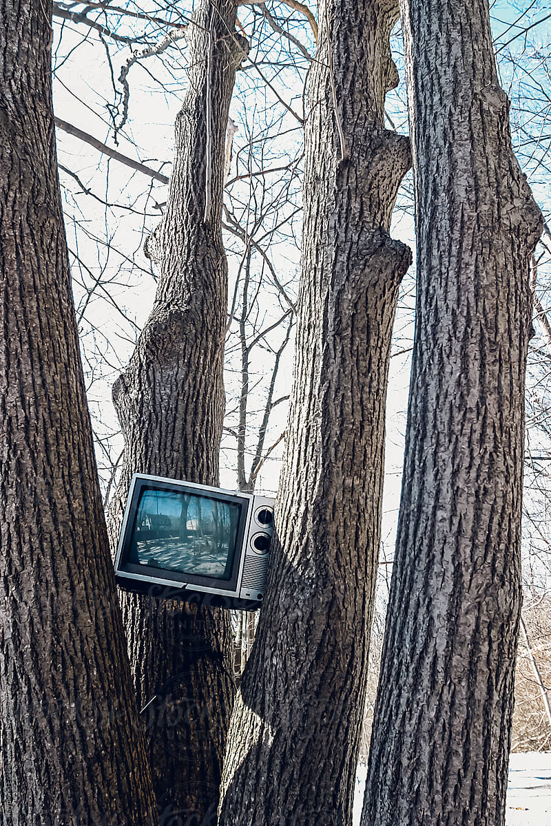 TV Stuck in Tree