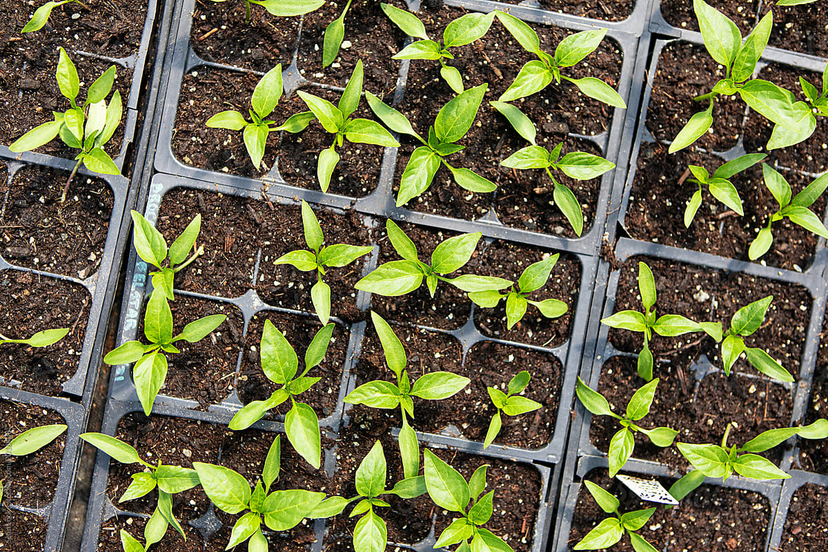 Farm: Pepper Seedlings Growing In Greenhouse