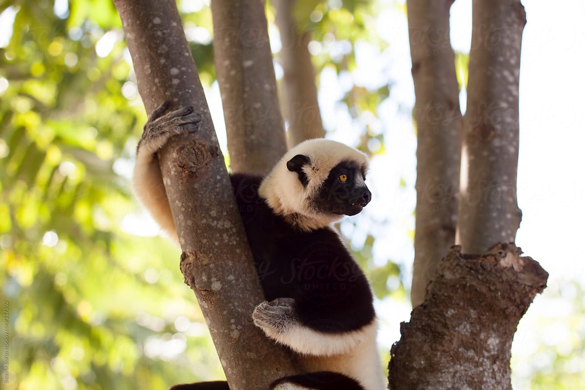 A lemur -white sifaka- sitting on a tree