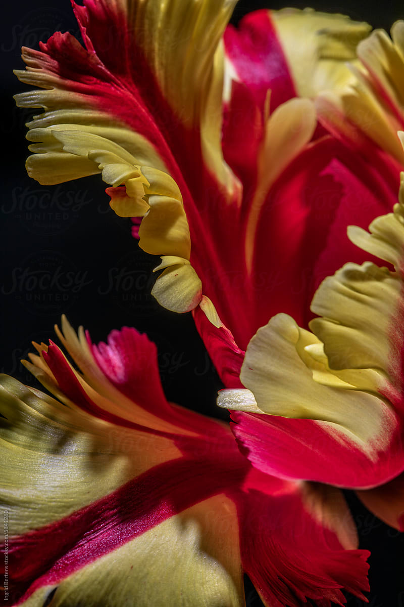 Parrot tulip