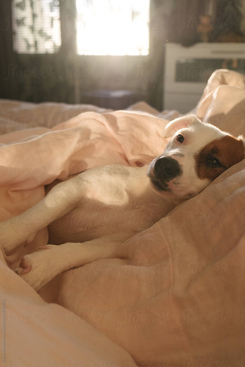 portrait of a dog that lies on a light bed with its legs extended after sleep