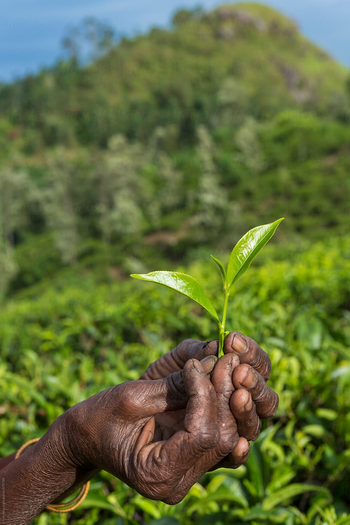 Hands with tea leaves