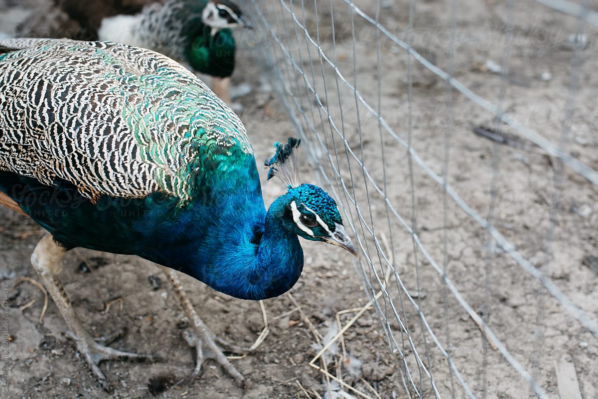 Blue male peacock