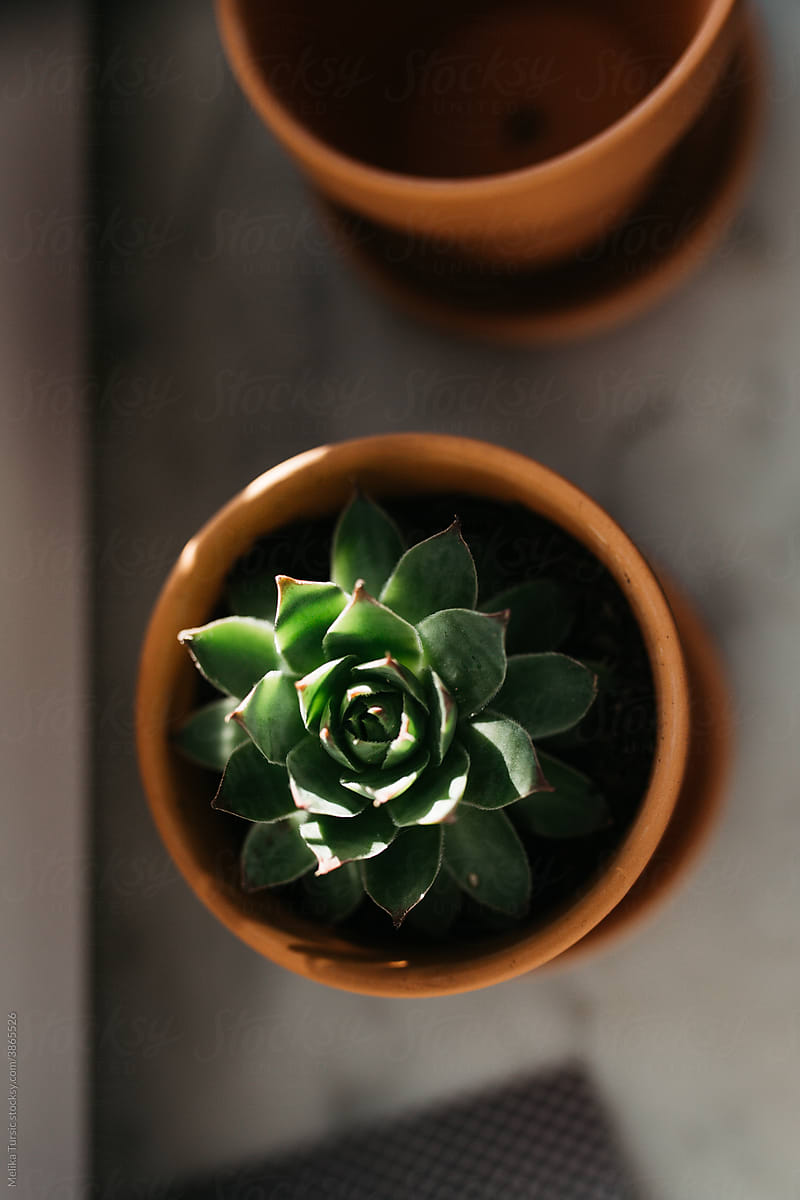 Houseleek plant in a pot