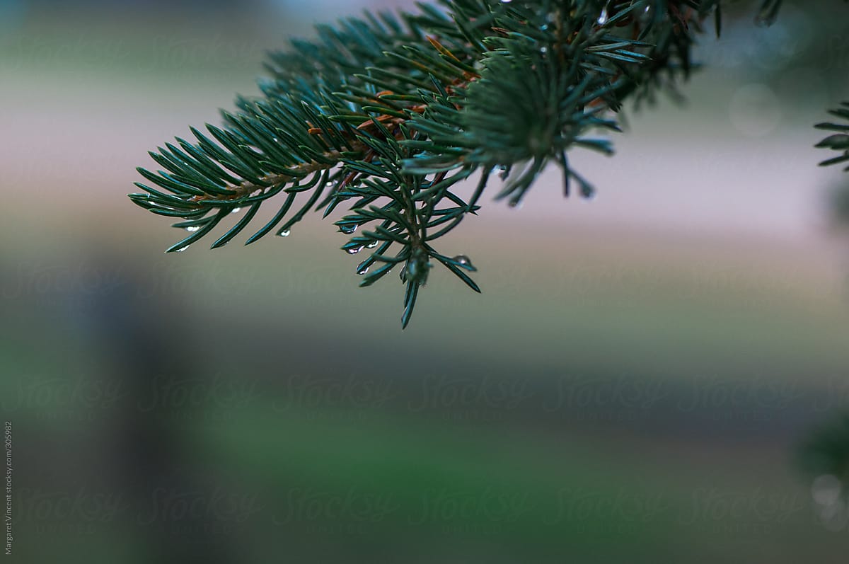 pine needles after the rain