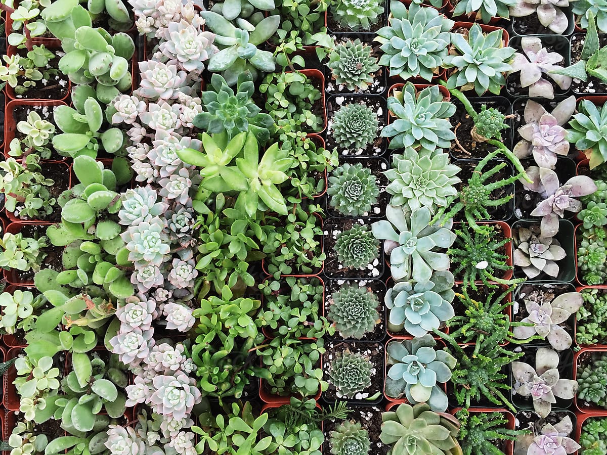 Rows of assorted baby succulents lined up in tiny plastic pots.