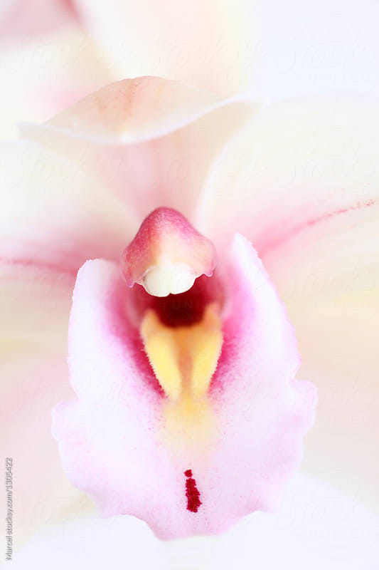 Cymbidium orchid flower, selective focus