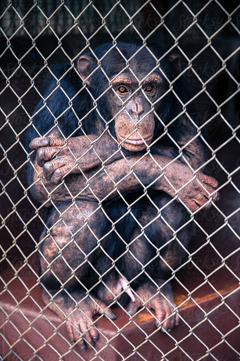 A Chimpanzee Monkey In A Cage