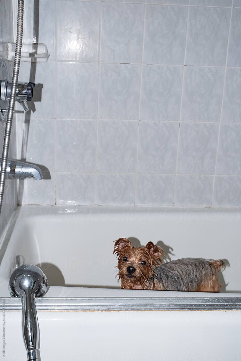 Dog Having A Bath
