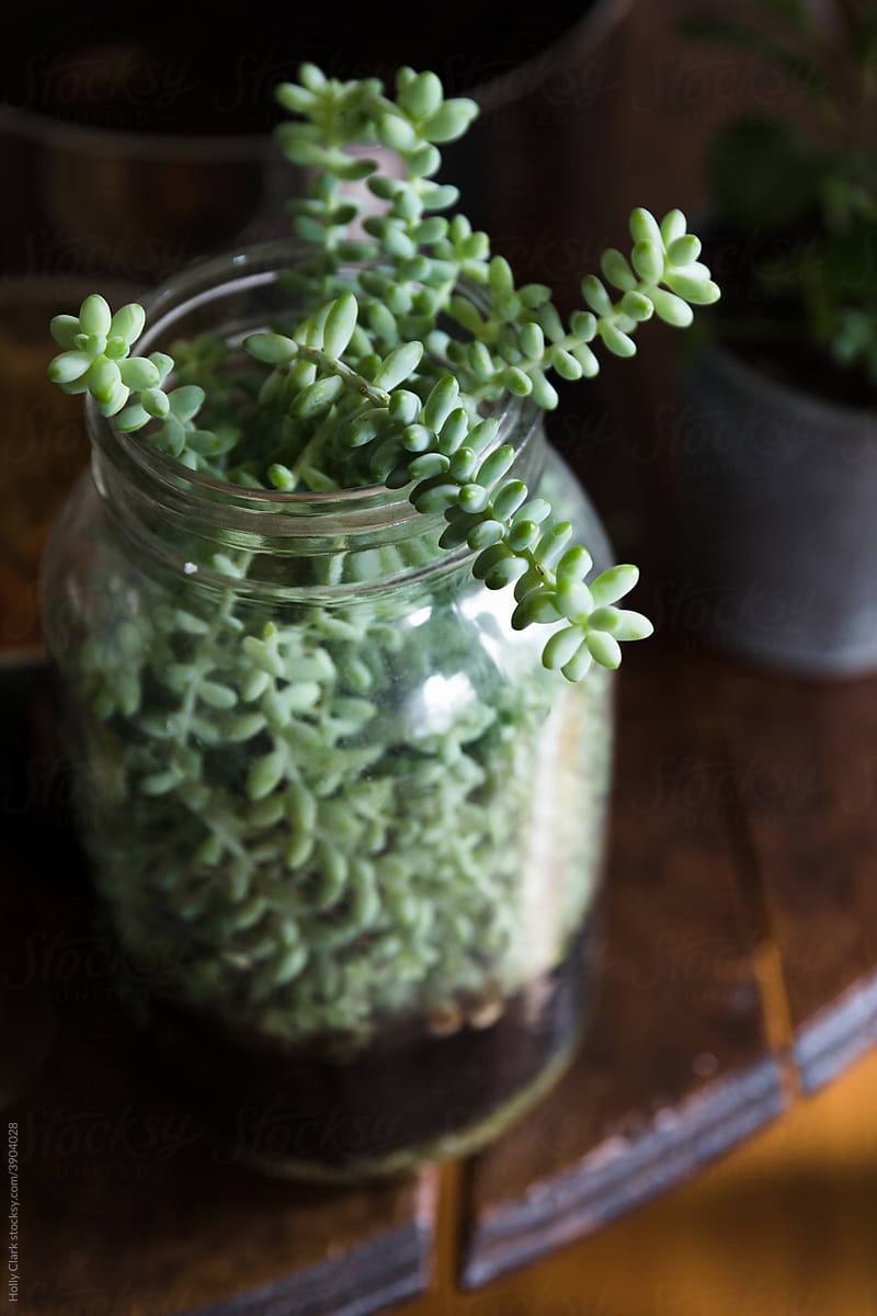 Beautiful succulents growing up out of a big jar
